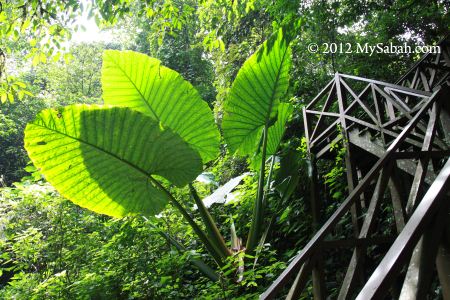 huge Buntui plant