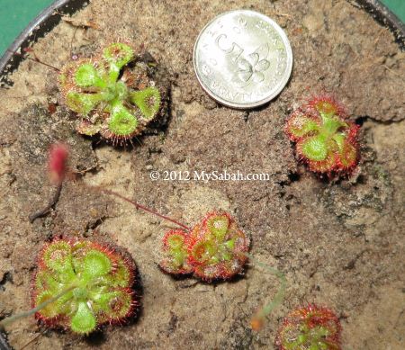 comparison of size: 5-cent coin and Sundews