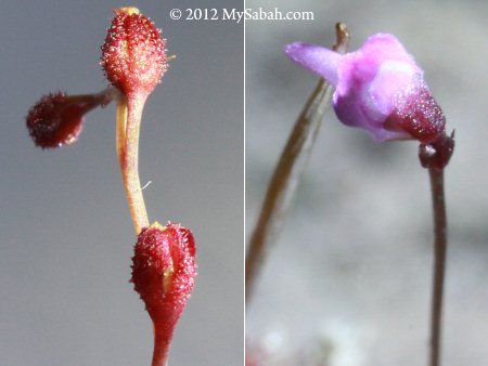 flowers of Sundew