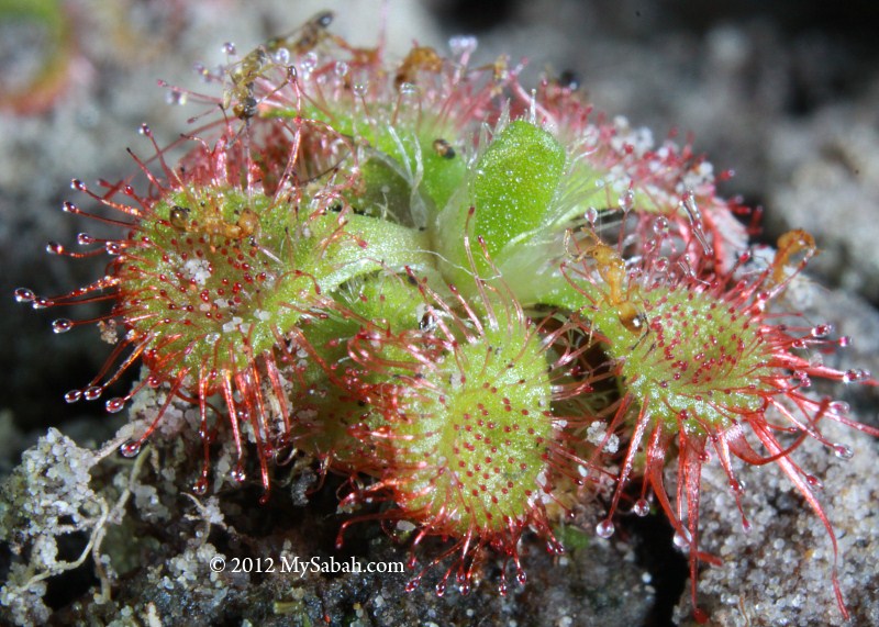 sundew plant insects eats mysabah