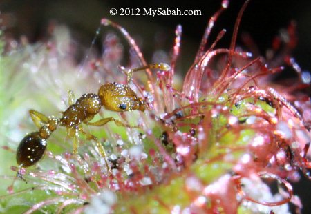 ant struggled in Sundew trap