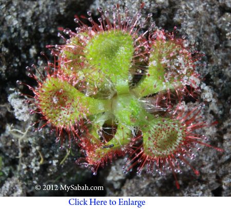 Drosera burmannii