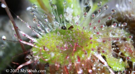 close-up of Drosera