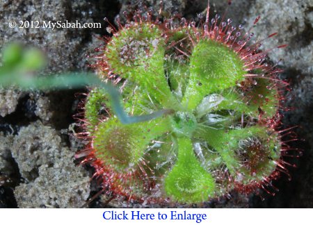 Sundew, the carnivorous plant