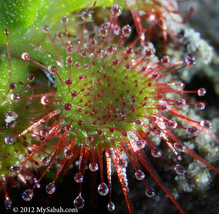sundew tentacles topped with sticky secretions