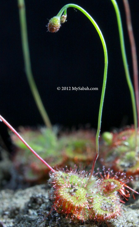 Sundew plant of Sabah