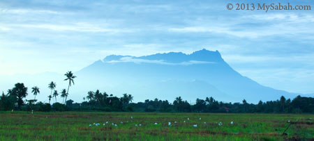 Mount Kinabalu in Kota Belud