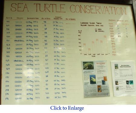 turtle nesting statistics