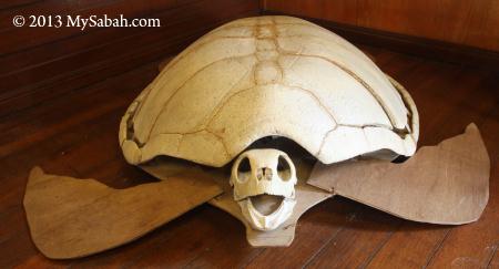 skeleton of sea turtle