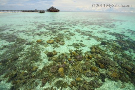 corals of Lankayan Island
