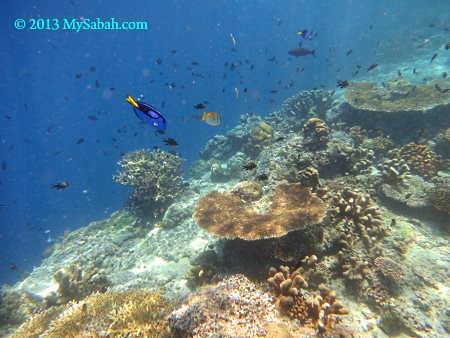 corals of Sipadan