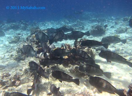 school of Bumphead Parrotfish