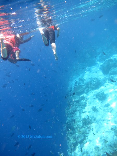 snorkeling in Pulau Sipadan