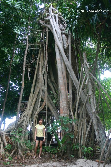 big tree on Sipadan Island