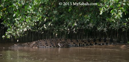 crocodile of Weston