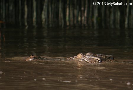 crocodile in river