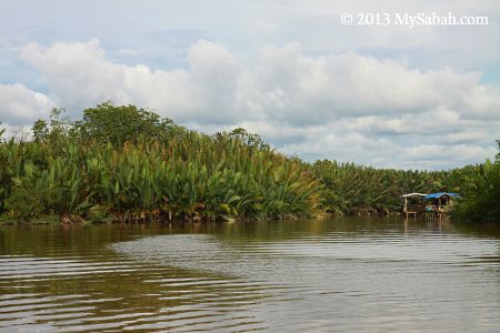 nypa swamp of Weston