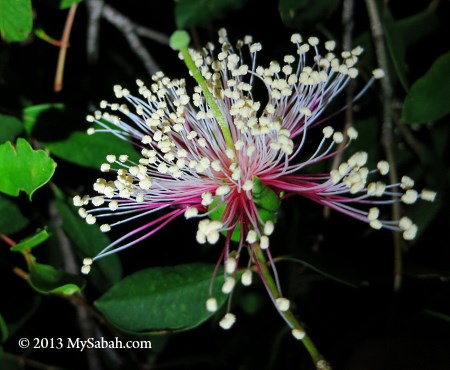 Apple Mangrove