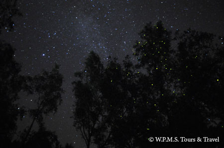 fireflies on the trees