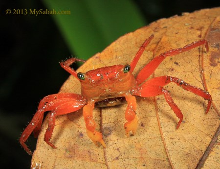 Silam Crab (Geosesarma aurantium)