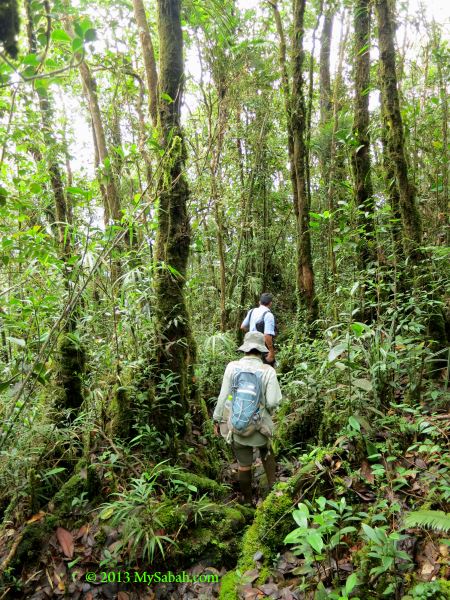 montane forest