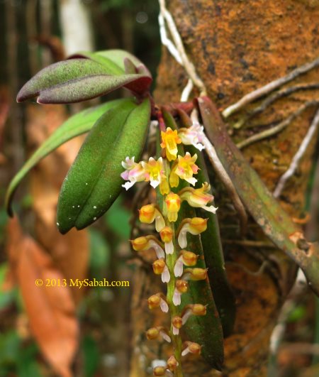 orchid on Mt. Silam