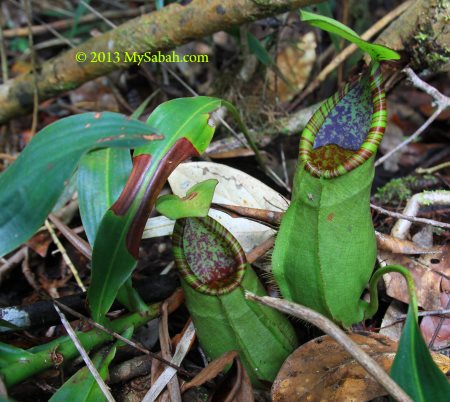 pitcher plant