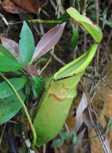 Nepenthes macrovulgaris