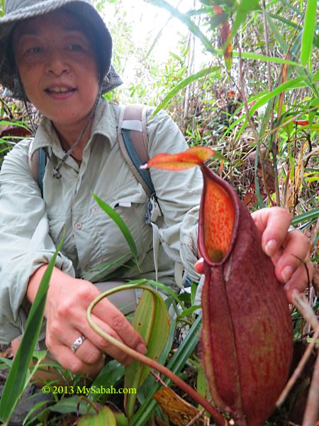 pitcher plant of Mt. Silam