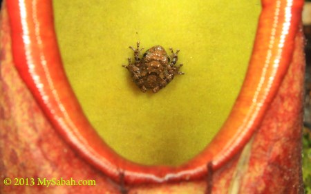 frog inside pitcher plant