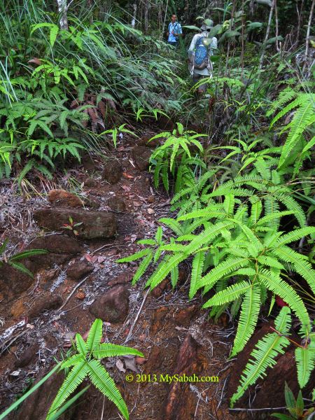 ultramafic rocks of Mt. Silam