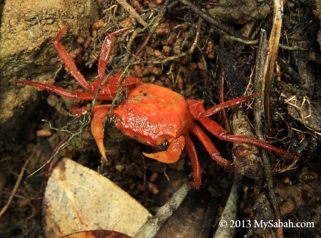 Silam Crab