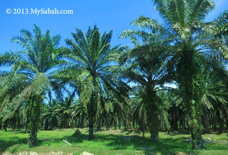 oil palm plantation