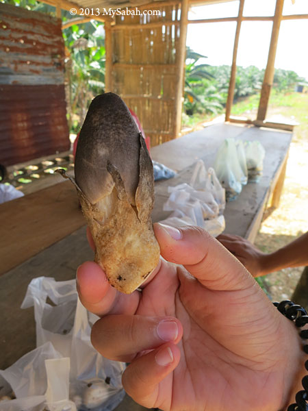 close-up of Oil Palm Mushroom