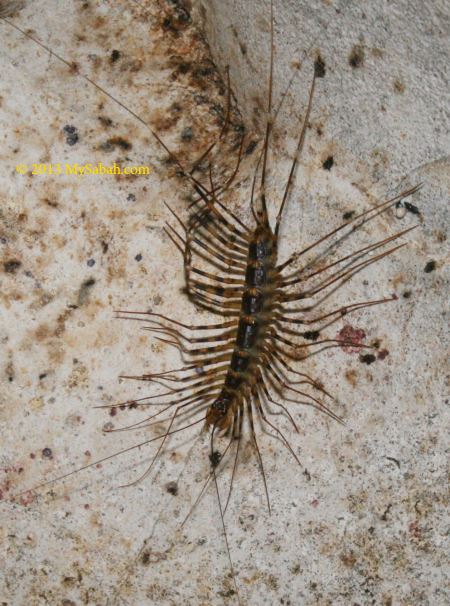 Cave Centipede