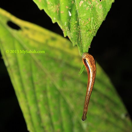 tiger leech