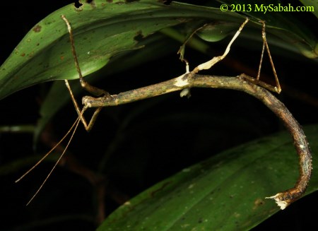 stick insect