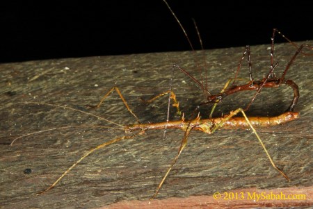 mating stick insects