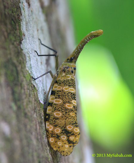 lantern bug (Fulgoridae)