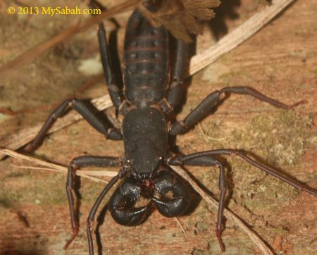 whip scorpion (Thelyphonida)