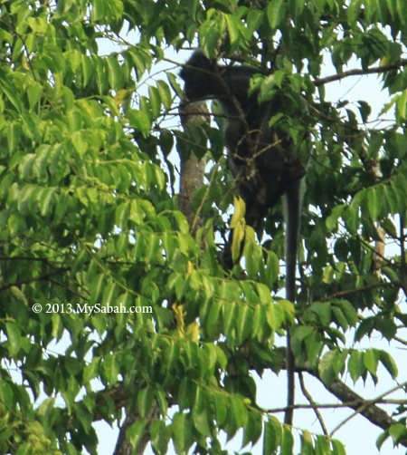 silver leaf monkey