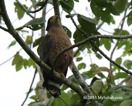 crested serpent eagle