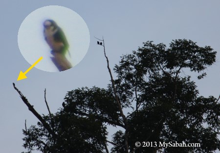 Bornean Falconet