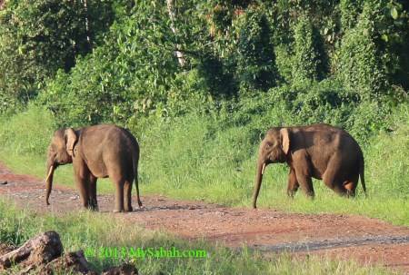 pygmy elephants