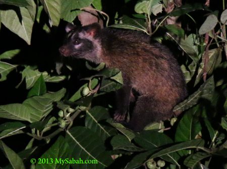 common palm civet