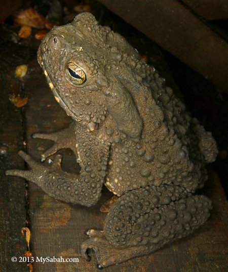 giant river toad