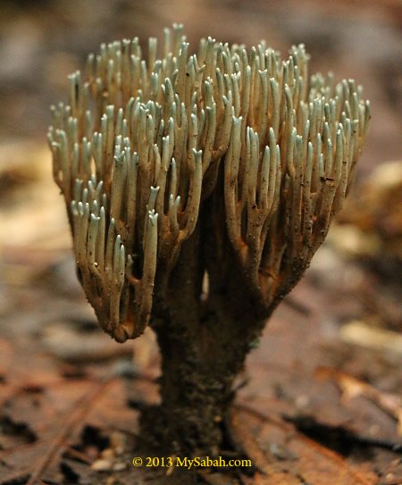 coral fungus