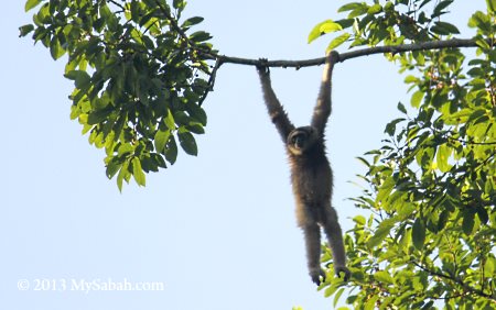 Bornean Gibbon