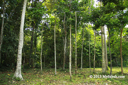 beach forest of Tumunong Hallu