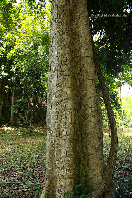 Keruing Tree